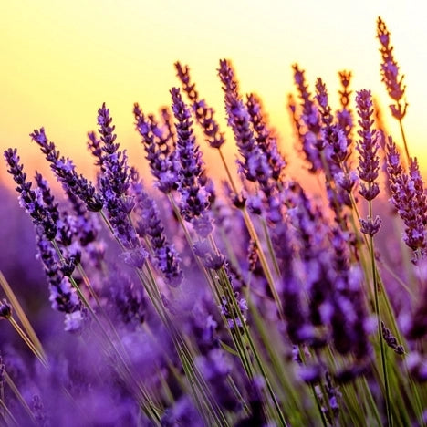 The Magic of Lavender: How Essential Oil Can Improve Your Wellbeing